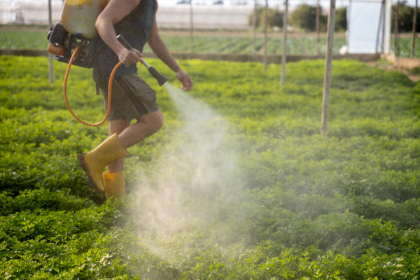 Pest Prevention Services in Omaha, TX