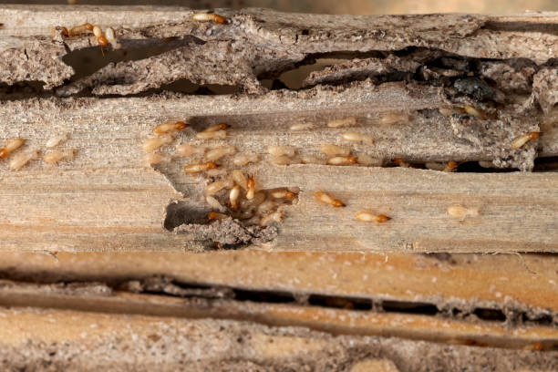 Best Emergency Pest Control  in Omaha, TX